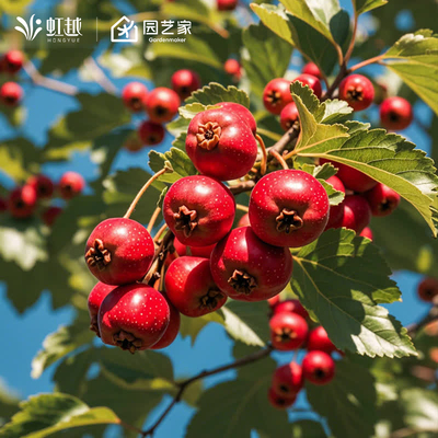 虹越山楂树活苗果树裸根苗甜红子山楂南方北方地栽简单好养