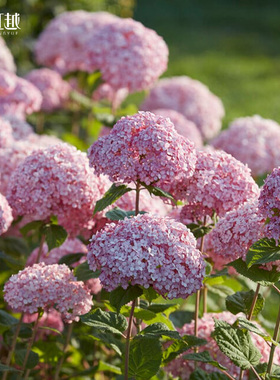 虹越乔木绣球花苗带盆花叶贝拉大花木本乔木绣球耐寒易养小苗盆栽