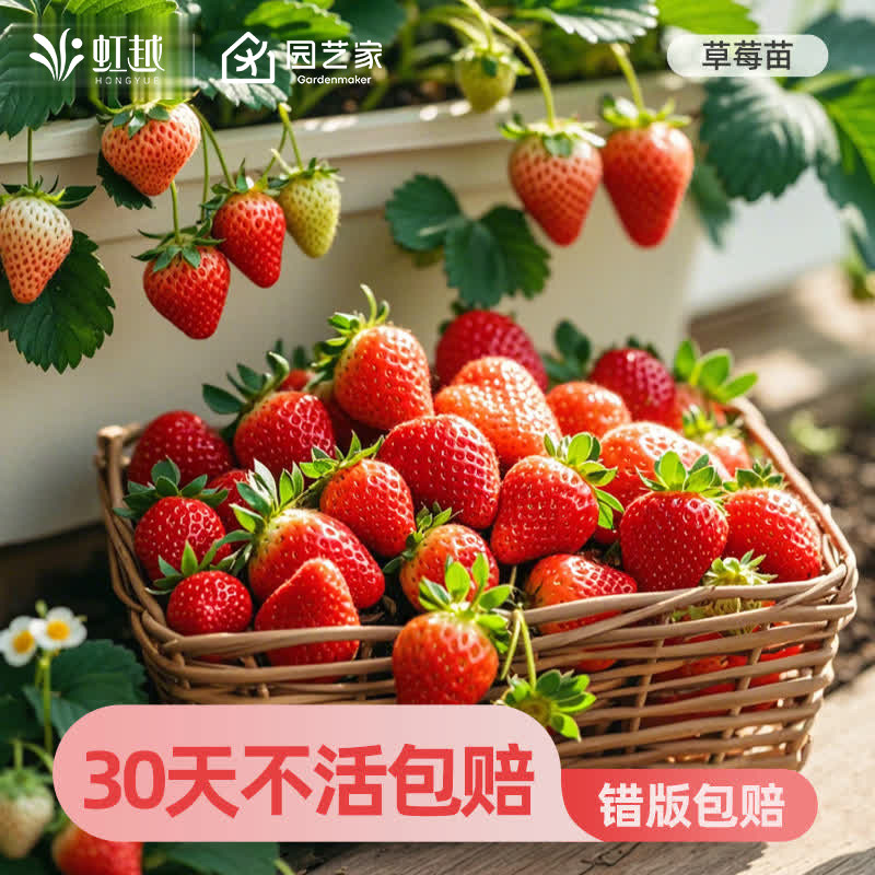 虹越草莓苗秧盆栽四季结果果树果苗真红美玲章姬隋珠天使越秀粉玉,鲜花速递/花卉仿真/绿植园艺,时令草本花卉,淘宝优惠券,粉丝福利购,淘宝优惠卷