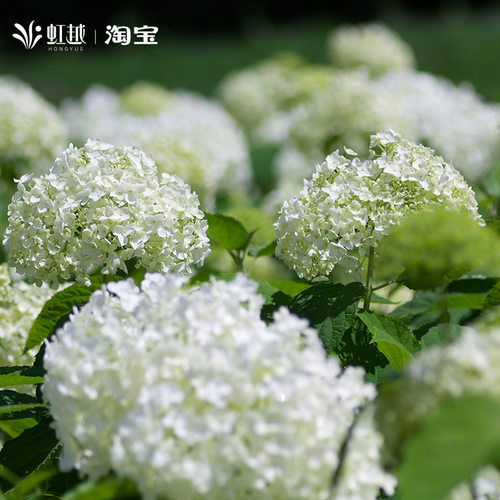 虹越乔木绣球花盆栽粉色贝拉安娜