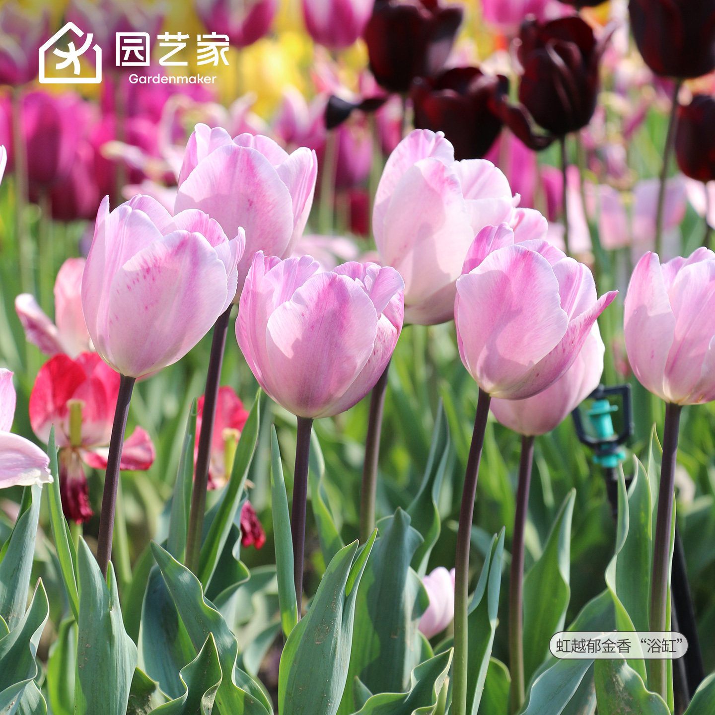 浴缸紫芋郁金香种球5度球土培水培荷兰阳台新手全国可种花卉预卖