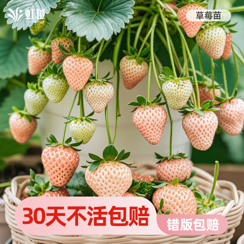 奶油红颜带土阳台种植盆栽草莓苗