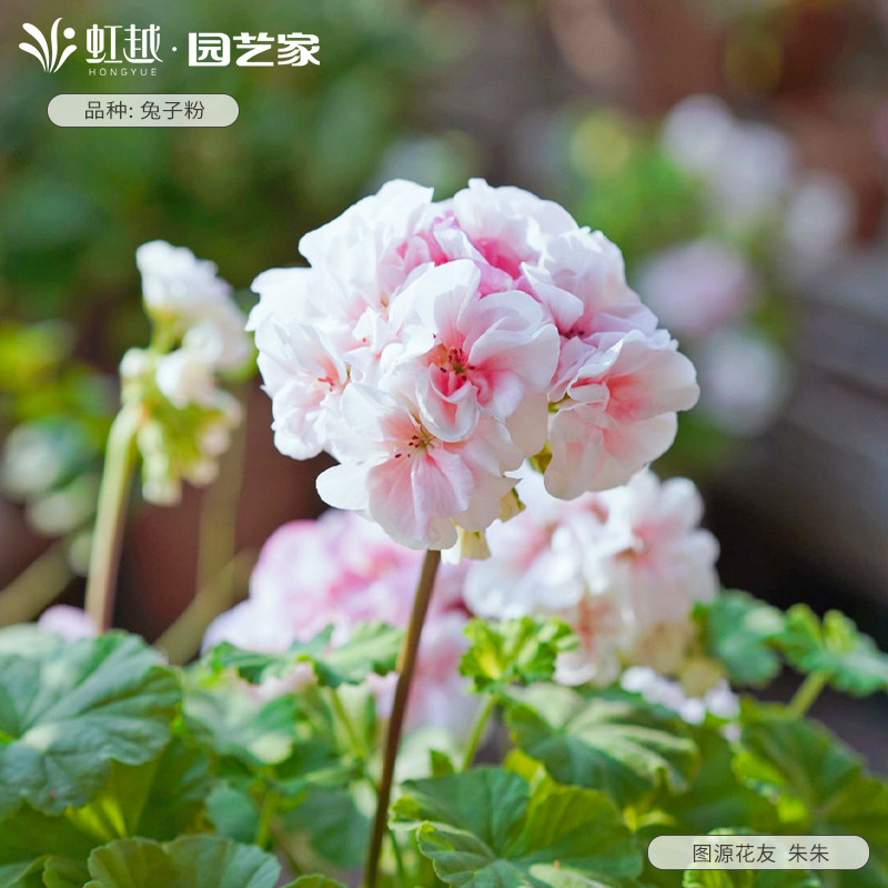 花彩兔子粉天竺葵盆栽苗室内阳台好养花量大花期久庭院花园多年生
