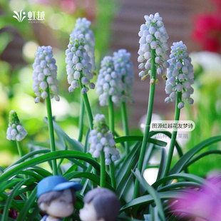 葡萄风信子种球根进口多年生蓝壶花葡风日出花卉多件多折虹越现货