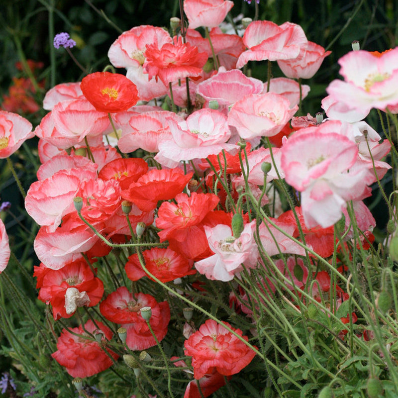 冰岛虞美人红花混色花种籽