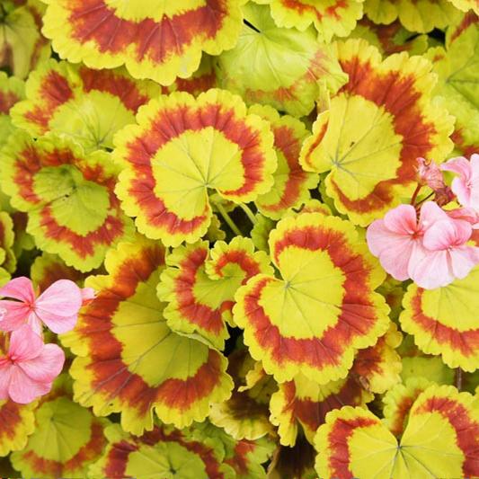 花彩花叶天竺葵盆栽苗观叶果核苹果花庭院花园耐热多年生常绿阳台
