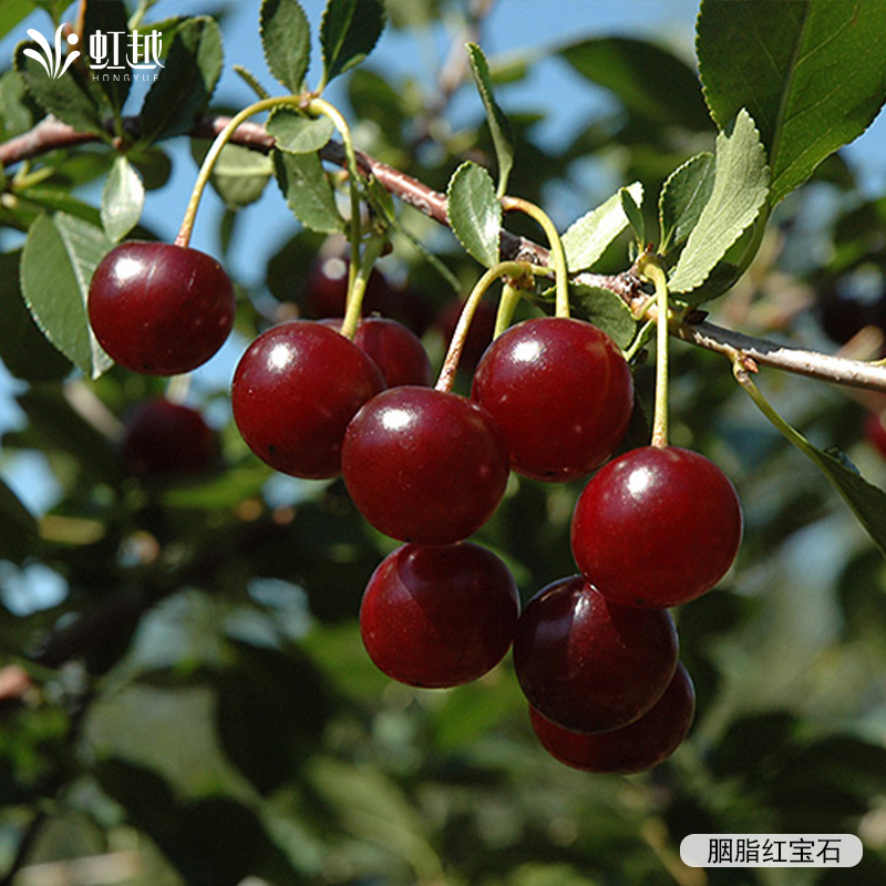 虹越进口欧洲酸樱桃胭脂红宝石盆栽小苗庭院花园抗病耐寒果树预卖