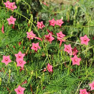 虹越种子茑萝花卉种子五角星花圆叶羽叶爬墙攀援植物阳台盆栽种籽