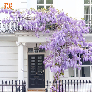 花彩紫藤树苗爬藤植物攀援多年生花卉庭院阳台屋顶春季树苗花墙