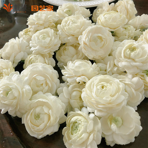 虎头茉莉花盆栽栀子花四季常绿