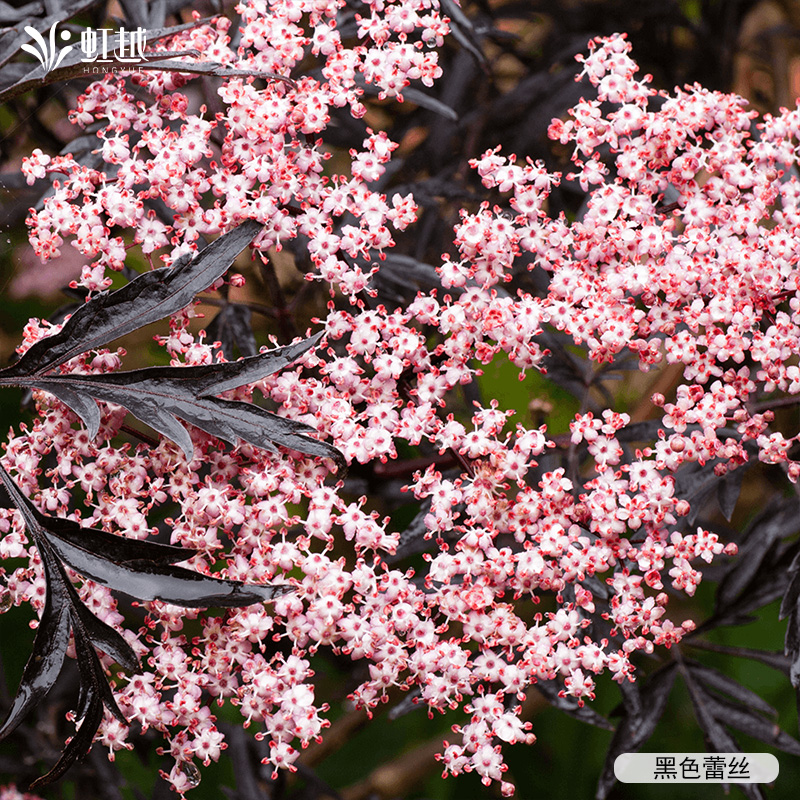 虹越进口接骨木盆栽小苗好养夏季开花可食庭院花园好养花灌木预卖