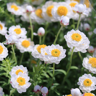 花彩纸鳞托菊花苗盆栽阳台草花庭院宿根冬季耐寒多年生易爆花量大