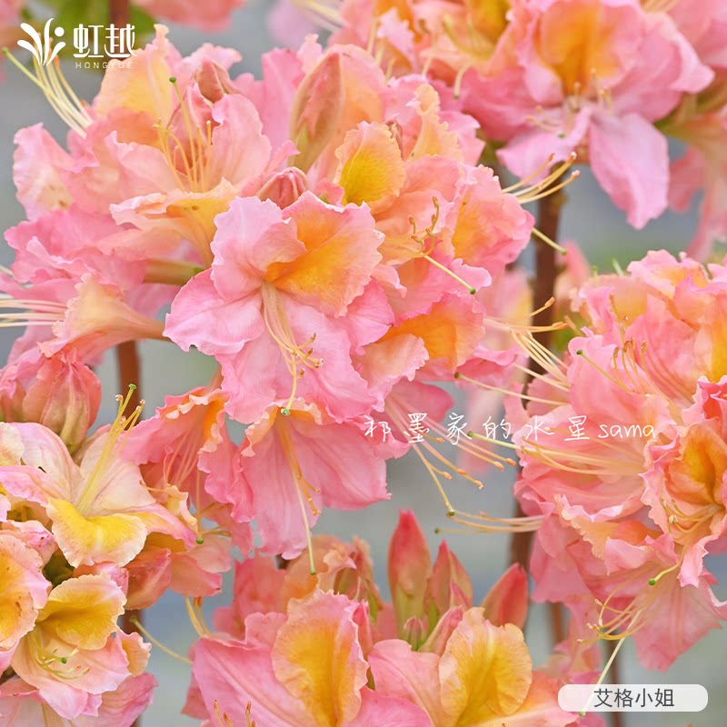 虹越进口落叶杜鹃花重瓣粉绣球金鹰盆栽苗庭院花园耐寒好养花灌木图片