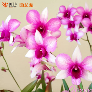 秋石斛盆栽花彩花有香味阳台室内办公室桌面花园庭院种植带花苞