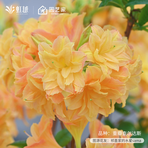 虹越进口落叶杜鹃重瓣粉绣球橘光盆栽大花苗庭院花园阳台耐寒灌木