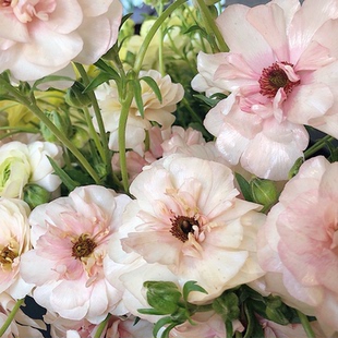 花彩花毛茛盆栽阿里丹阳台盆栽花园阳台洋牡丹多年生进口球根花卉