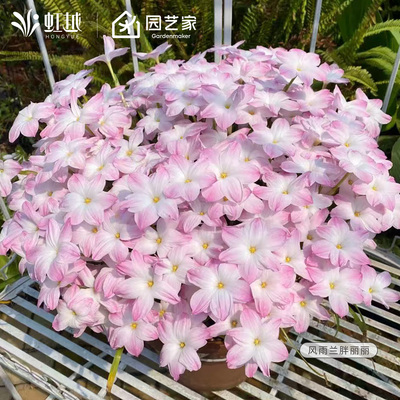 虹越风雨兰胖丽丽钦达拉风多年生种球lc易养易爆花耐热植物花卉球