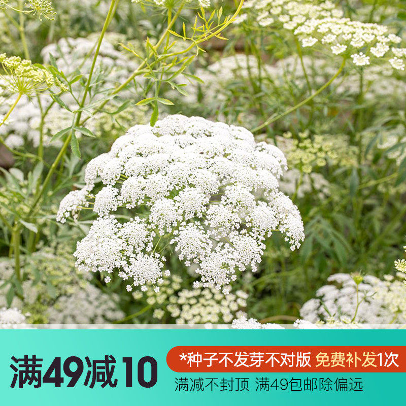 虹越萌吖吖蕾丝花野胡萝卜花阿米芹绿雾安妮女王春秋播花卉种子