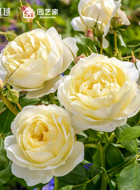 虹越月季小苗果汁阳台莫妮卡戴维龙沙盆栽藤本灌木阳台蓝色阴雨