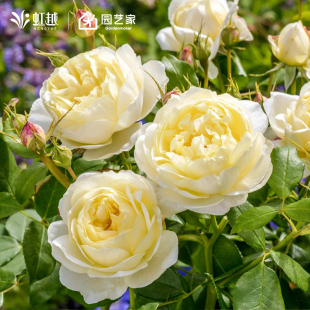 虹越月季小苗果汁阳台莫妮卡戴维龙沙盆栽藤本灌木阳台蓝色阴雨