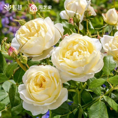 虹越月季小苗果汁阳台龙沙盆栽藤本灌木果汁阳台蓝色阴雨瑞典女王