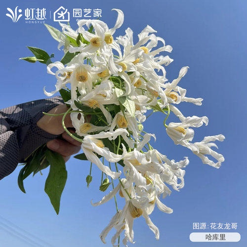 虹越切花型铁线莲小花苗盆栽耐寒庭院花园爬墙藤本多季开花好养