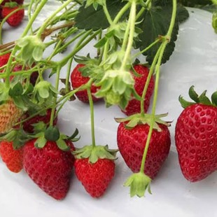 虹越萌吖吖水果种子籽番茄红黄肉西瓜甜瓜草莓水果黄瓜拇指西瓜