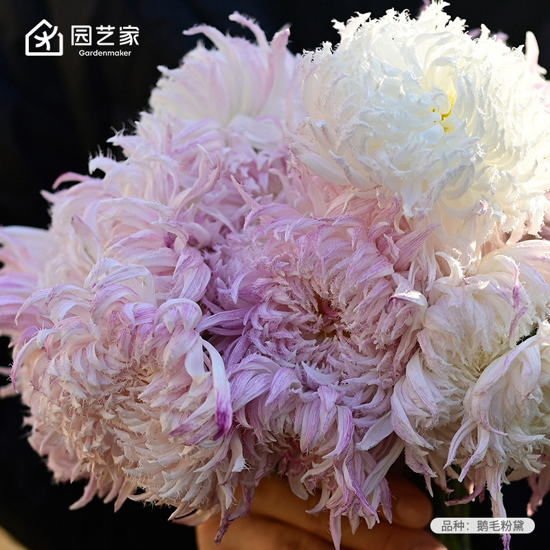 园艺家国华大菊系列花苗传统菊花盆栽国菊庭院阳台耐热耐寒多年生