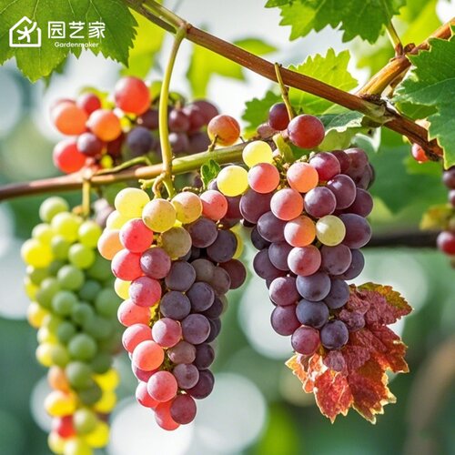 虹越南方葡萄树耐热爬藤