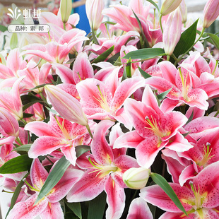 虹越百合种球荷兰进口单重瓣地栽盆栽阳台庭院新手花卉现货特惠