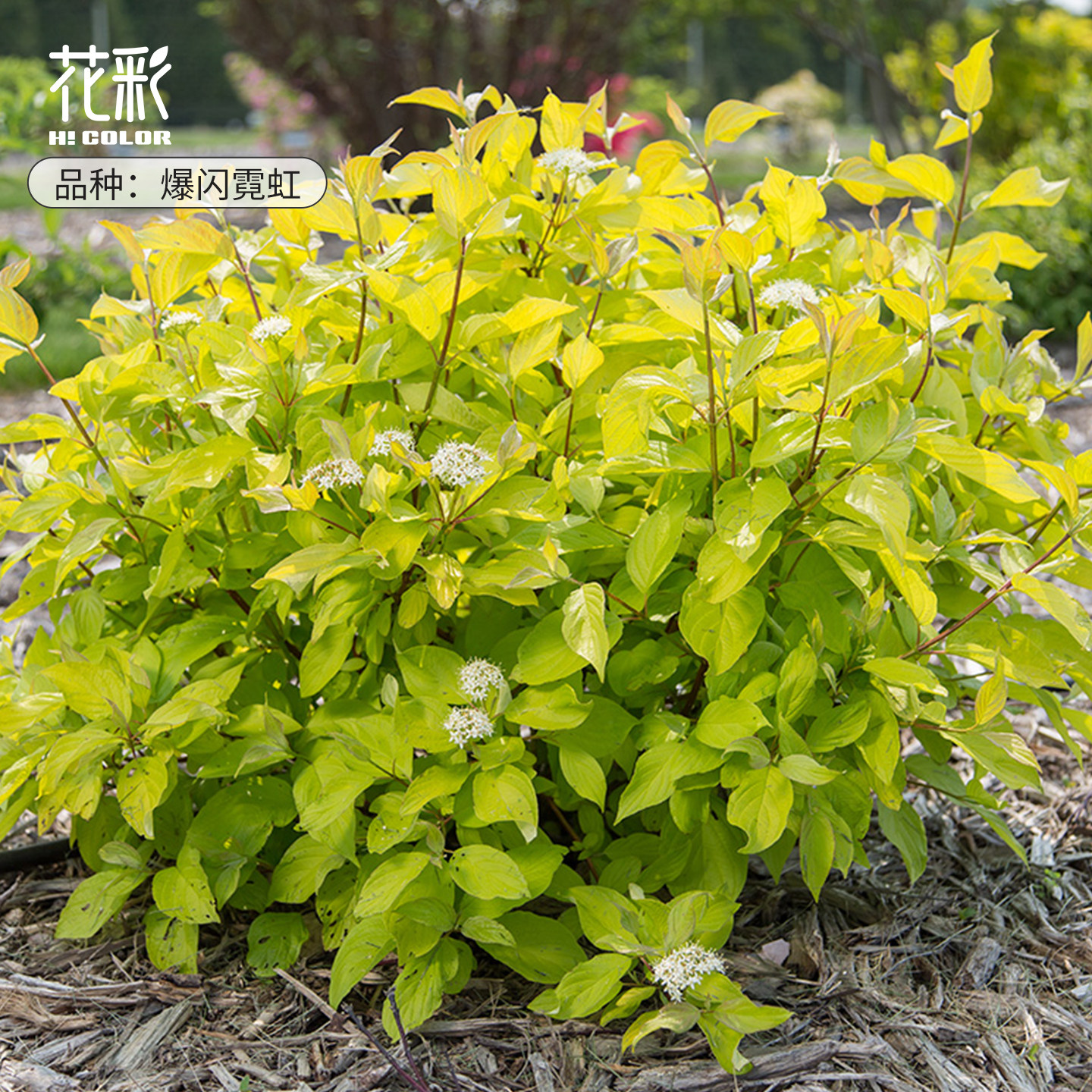花灌木盆栽合集多年生庭院地栽图片