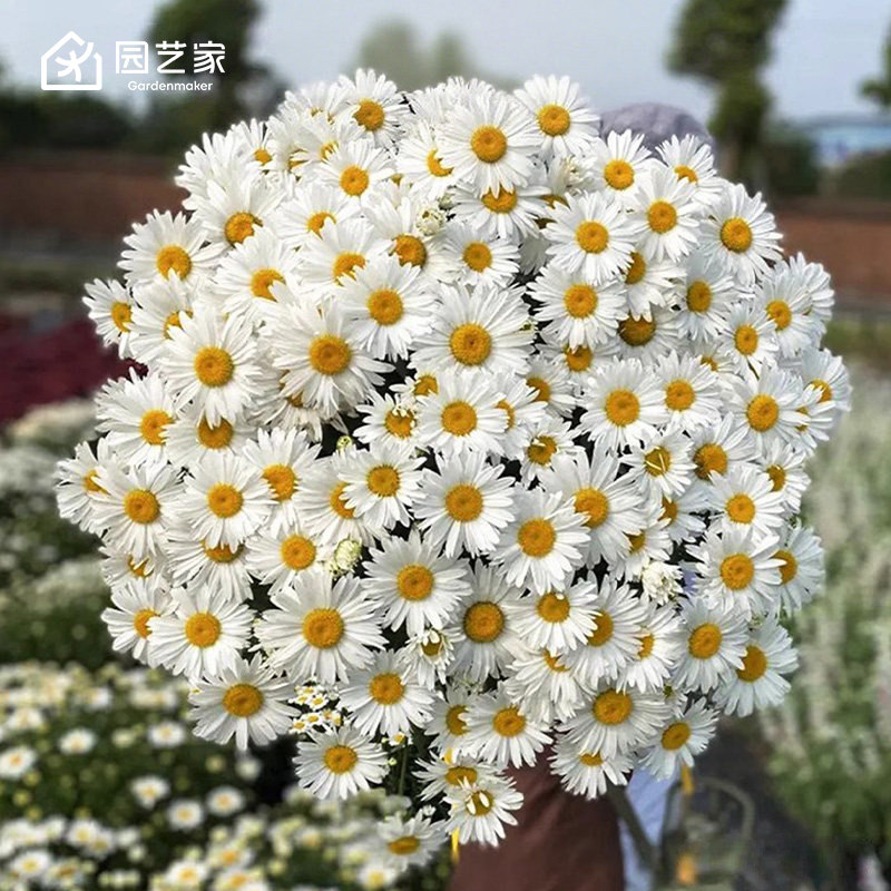 园艺家种苗松果菊勋章菊金光菊大滨菊阳台小花苗盆栽好养易活图片