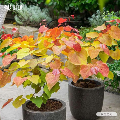 进口紫荆树苗盆栽观花观叶