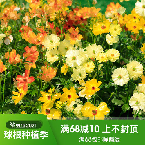 洋牡丹花毛茛种球价格 洋牡丹花毛茛种球图片 星期三