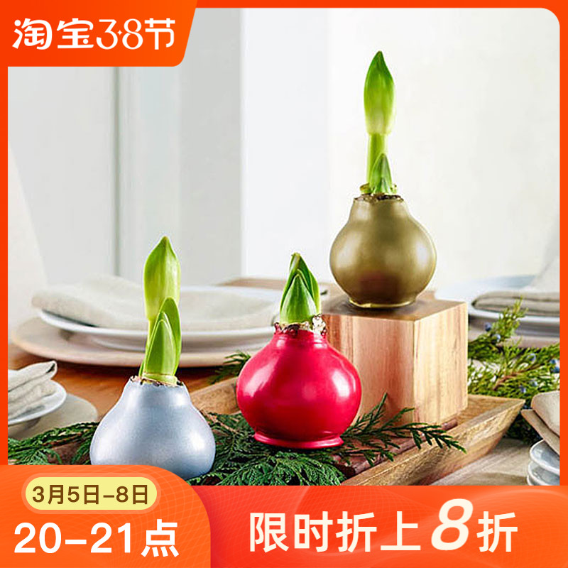 花卉球根朱顶红价格 花卉球根朱顶红图片 星期三 花卉球根朱顶红价格 花卉球根朱顶红图片 星期三