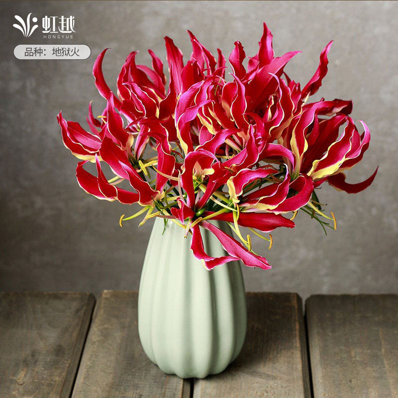 嘉兰百合种球阳台花园耐热蔓藤本多年生攀缘地狱火热带花卉预卖