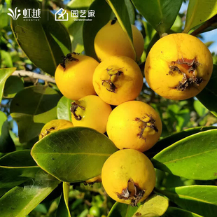 虹越芭乐番石榴果树果苗阳台庭院地栽盆栽水果南方种植