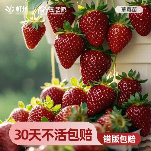 真红美玲黑珍珠好吃好养草莓虹越