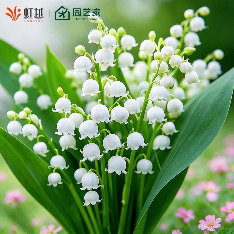 虹越进口铃兰裸根苗阳台盆栽花园庭院花坛种球耐寒多年生草本花卉,鲜花速递/花卉仿真/绿植园艺,时令草本花卉,淘宝优惠券,粉丝福利购,淘宝优惠卷