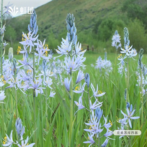 克美莲种球卡马斯百合进口耐寒多年生庭院花园花境球根植物预卖