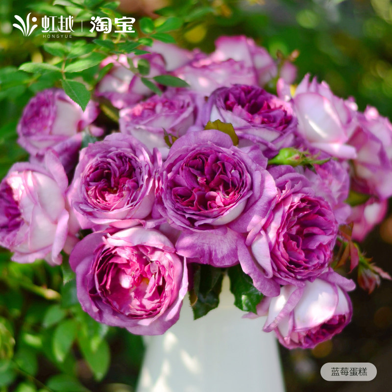 蓝莓蛋糕月季盆栽小苗名贵月季大苗灌木月季大花浓香庭院月季,鲜花速递/花卉仿真/绿植园艺,月季/蔷薇/玫瑰,淘宝优惠券,粉丝福利购,淘宝优惠卷