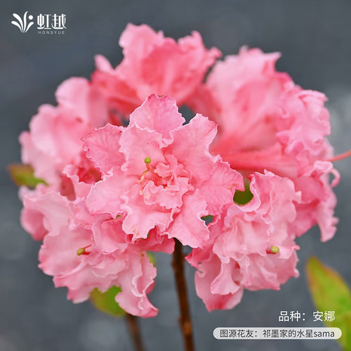 虹越进口落叶杜鹃花重瓣粉绣球盆栽小苗庭院花园阳台耐寒灌木预卖