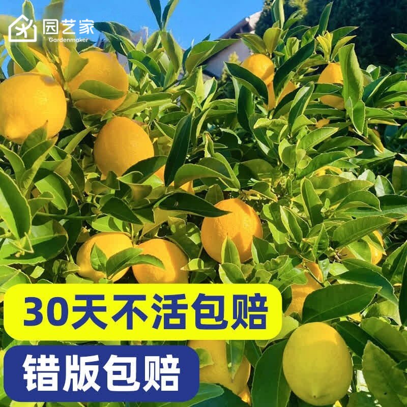 园艺家柠檬树苗盆栽南北方种植香水花叶小青柠奶茶棒棒糖耐热树苗