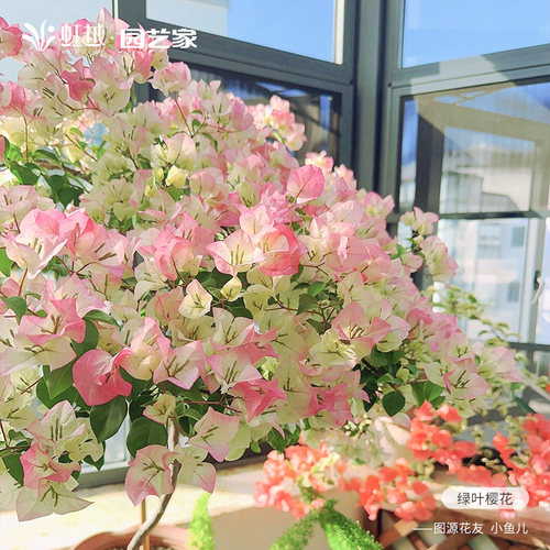 三角梅盆栽绿叶樱花耐热好养活