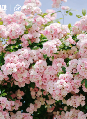 虹越月季花苗盆栽龙沙宝石蓝色阴雨舍农索城堡的女人爬墙藤本蒂娜