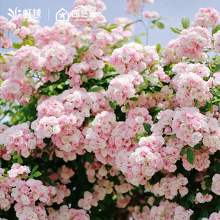 虹越月季花苗盆栽龙沙宝石蓝色阴雨舍农索城堡的女人爬墙藤本蒂娜