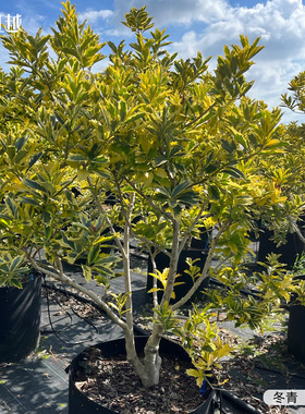 虹越冬青皇帝先令盆栽庭院花园耐寒好养彩叶年宵花圣诞树大苗盆景
