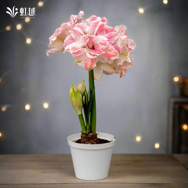 朱顶红初恋进口单重瓣种球花种子庭院阳台园艺土培虹越朱顶红花球