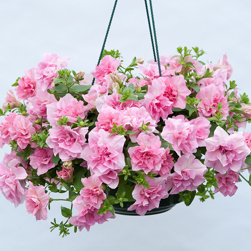 虹越重瓣矮牵牛花苗重瓣垂吊爆花