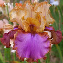 德国鸢尾花苗裸根苗虹越进口多年生耐寒耐旱宿根草本种球根预卖